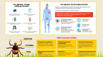 Осторожно,клещи!